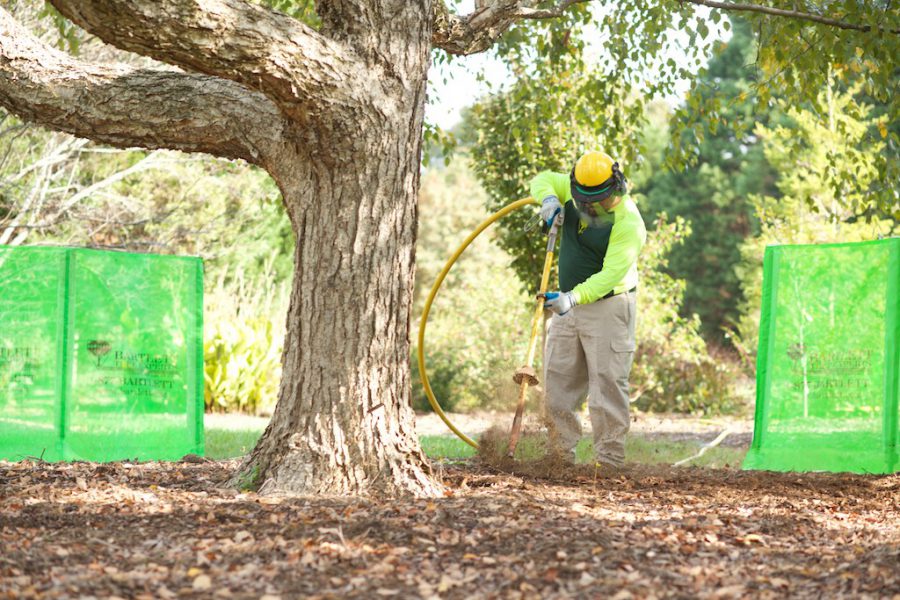 Made in the Shade Planting Under Trees Tree Service Bakersfield