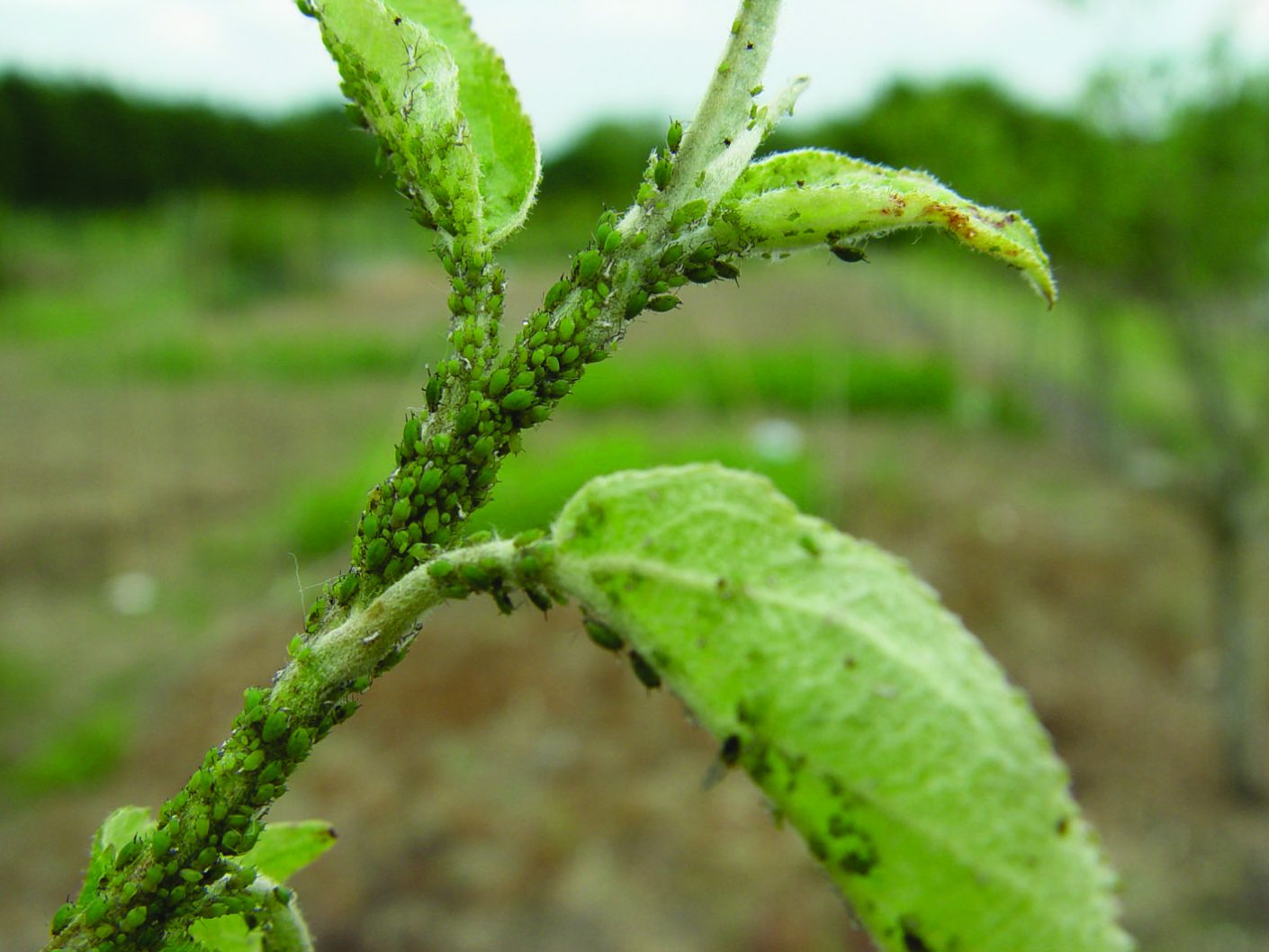 Aphids Aphids reproduce asexually and their populations can grow quickly to an unmanageable size e1560964606799 - Aphids: Small in Size, Many in Number Aphids Aphids reproduce asexually and their populations can grow quickly to an unmanageable size e1560964606799 - Aphids: Small in Size, Many in Number