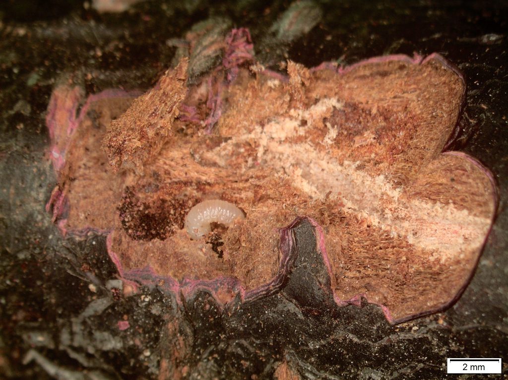 bark beetle overwintering