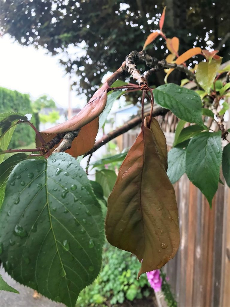 cherry brown rot