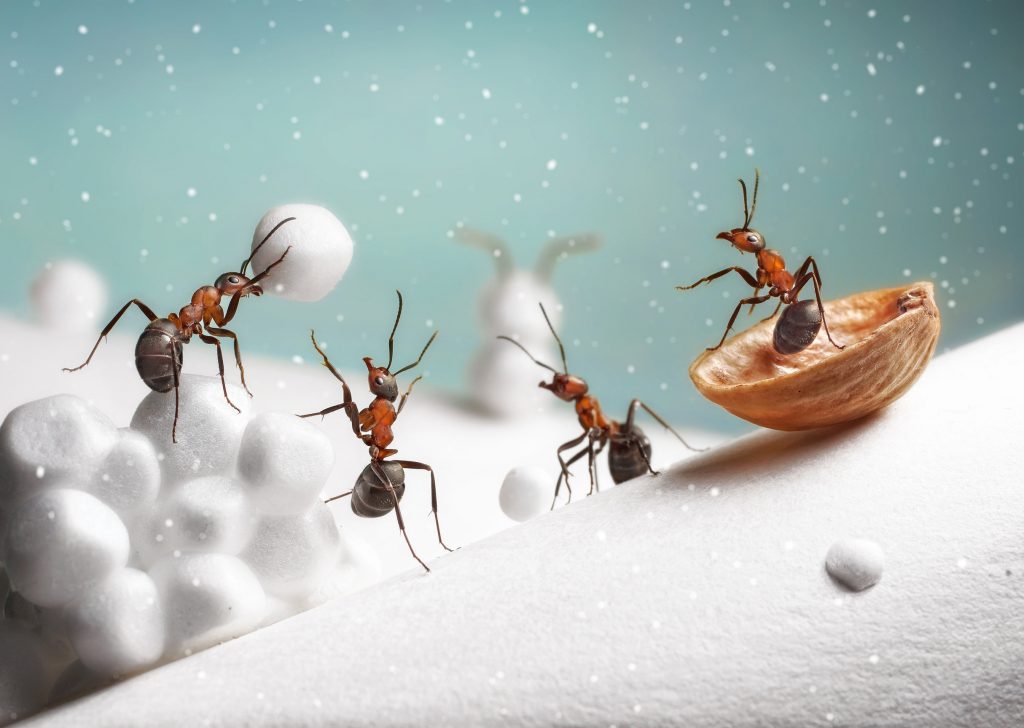 insects in winter