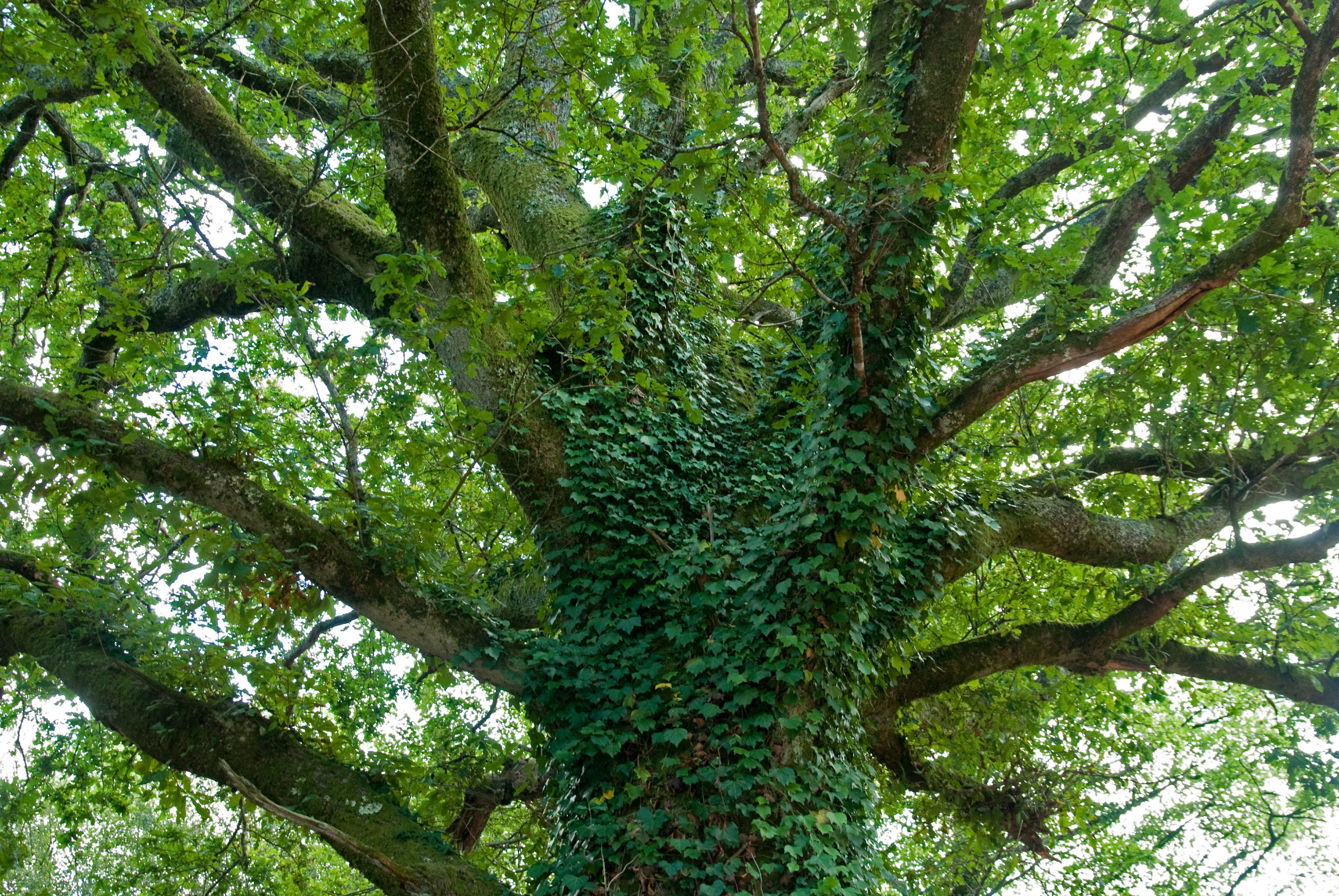 Ivy Ivy can add considerable weight and wind resistance in the canopy e1560970089209 - Ivy on Trees is a Concern Ivy Ivy can add considerable weight and wind resistance in the canopy e1560970089209 - Ivy on Trees is a Concern