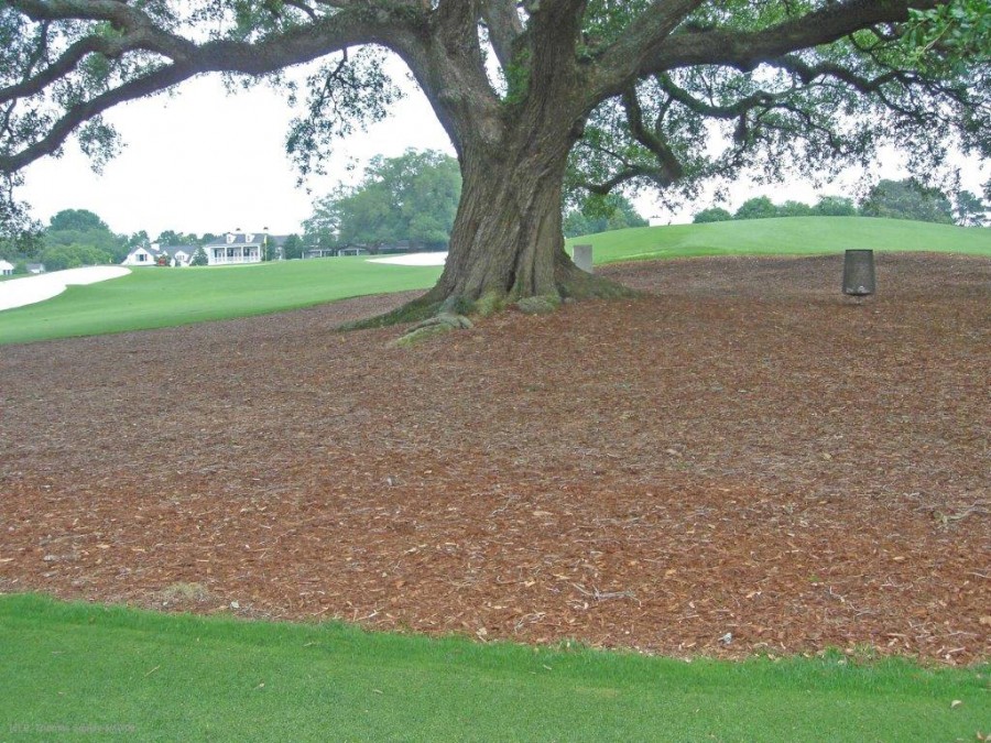 Proper Mulching Technique Bartlett Proper Mulching Technique Bartlett