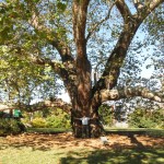 Caring for an Historic American Sycamore PA250684 150x150 - Caring for an Historic American Sycamore