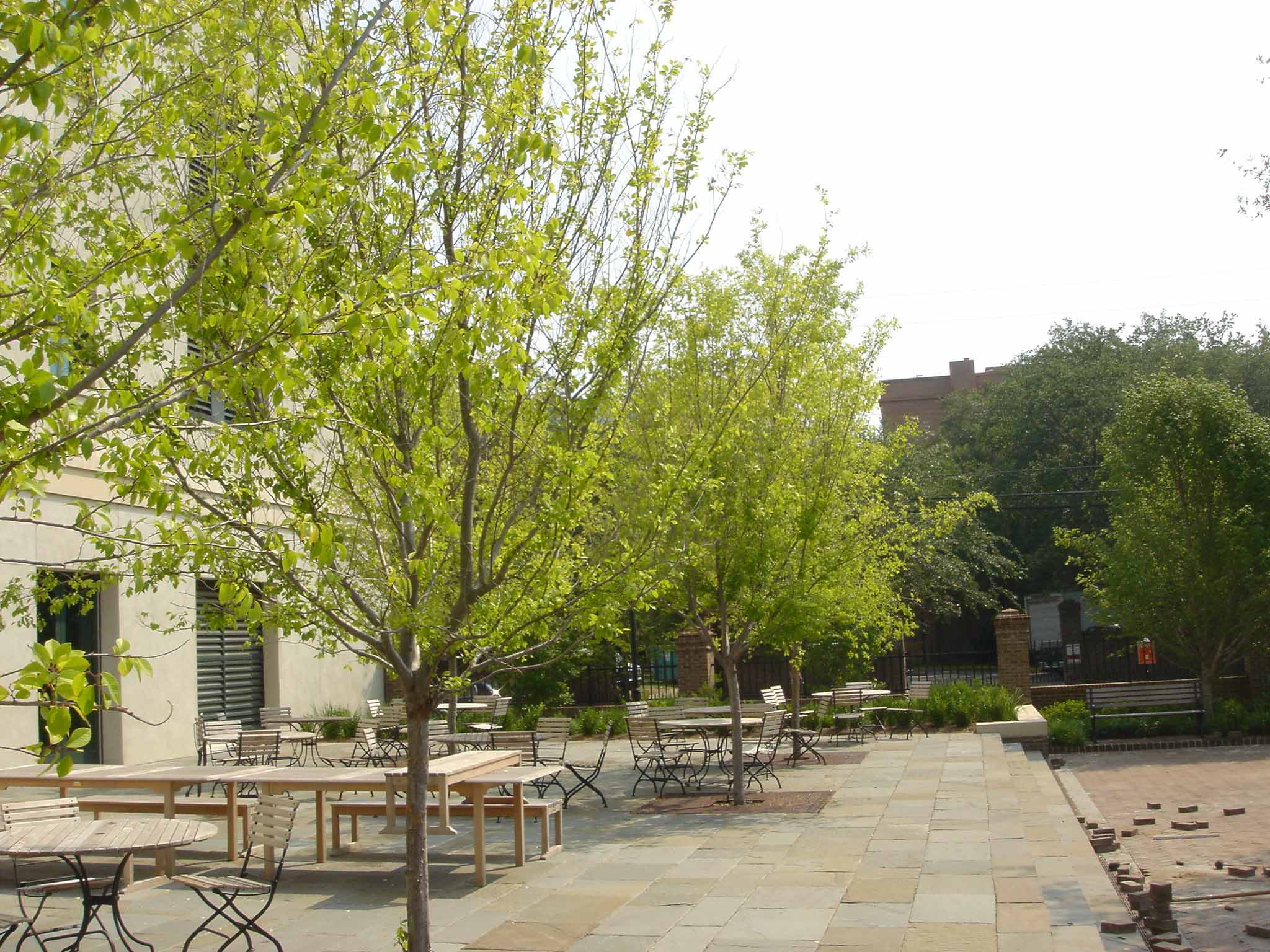 Trees growing in urban soils often have small, yellow foliage, which indicates a nutrient imbalance.
