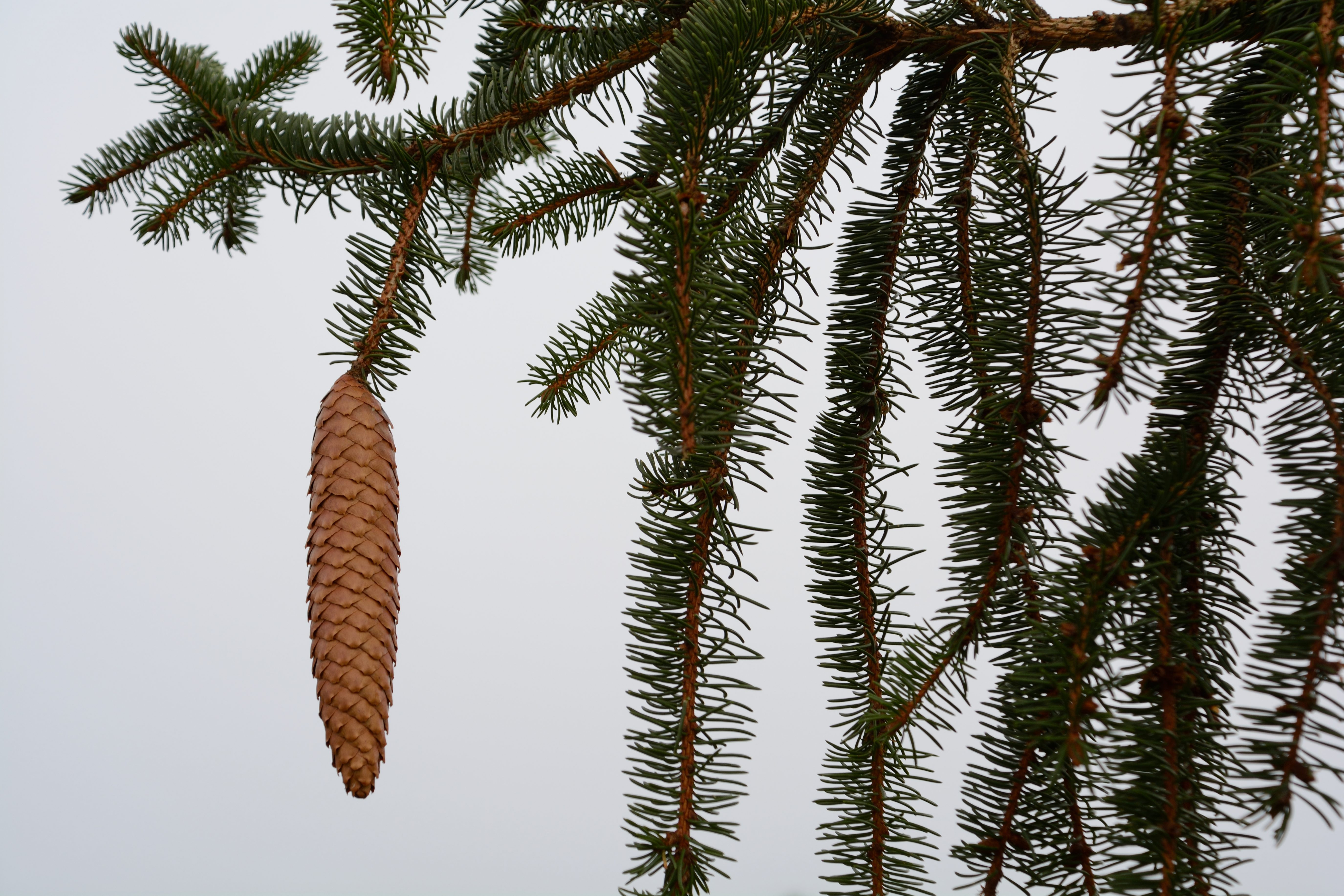 Decline in Spruce Trees Spruce Norway spruce are now experiencing serious health concerns e1560967527182 - Decline in Spruce Trees