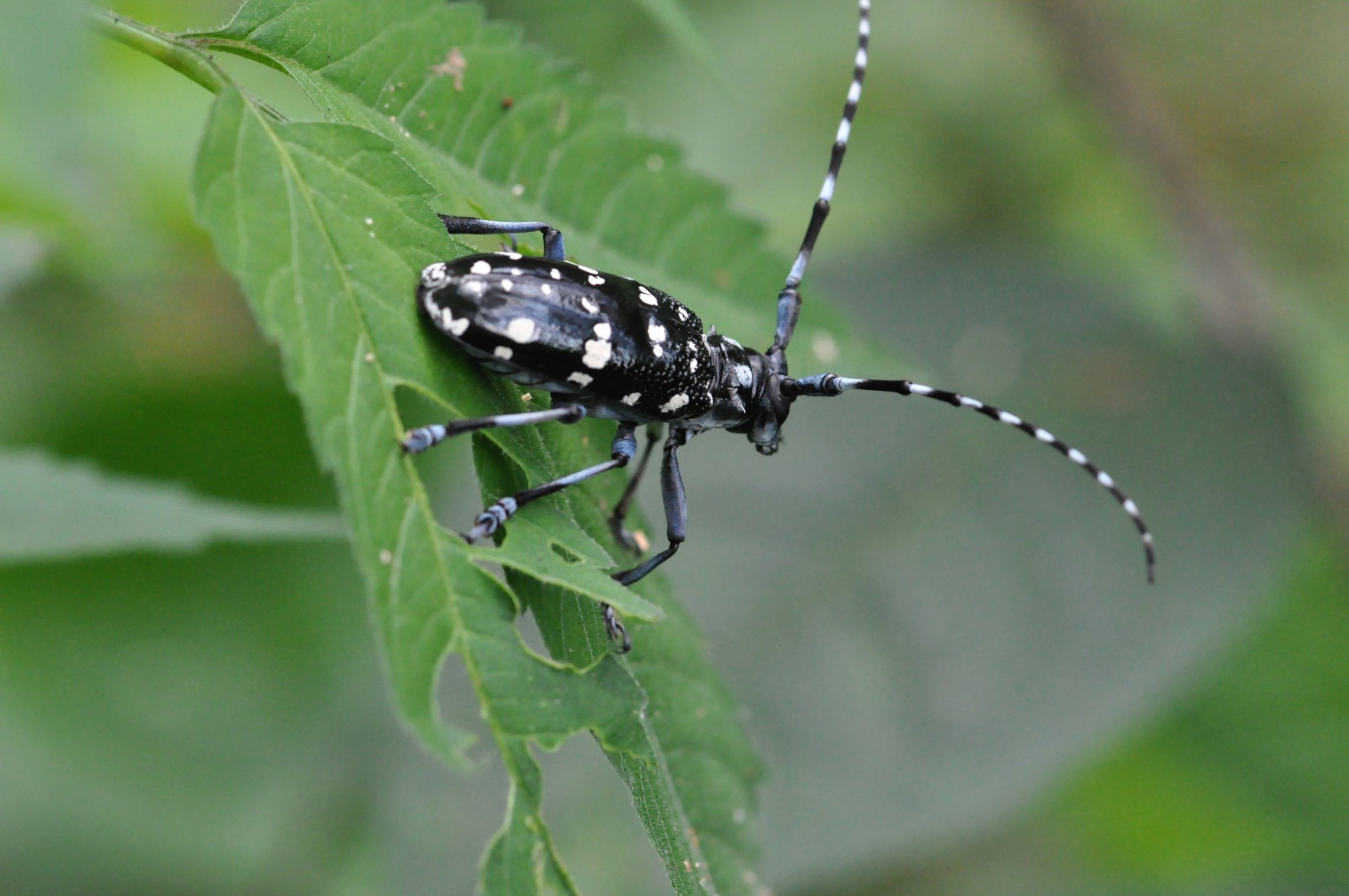 Wood Boring Asian longhorned beetle is one of the invasive species resposible for significant tree loss e1560965771222 - Wood Boring Insects: Destructive & Silent Tree Killers Wood Boring Asian longhorned beetle is one of the invasive species resposible for significant tree loss e1560965771222 - Wood Boring Insects: Destructive & Silent Tree Killers
