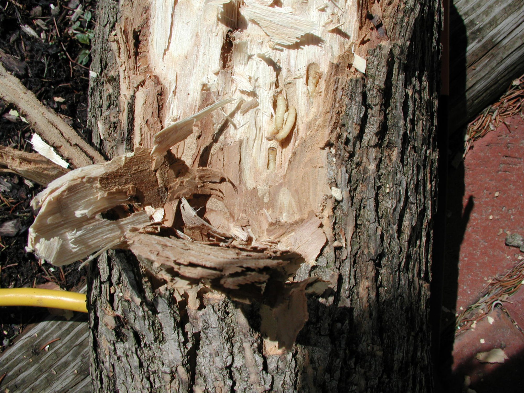 Wood Boring Emerald ash borer larvae feed and burrow inside a tree e1560966006224 - Wood Boring Insects: Destructive & Silent Tree Killers Wood Boring Emerald ash borer larvae feed and burrow inside a tree e1560966006224 - Wood Boring Insects: Destructive & Silent Tree Killers