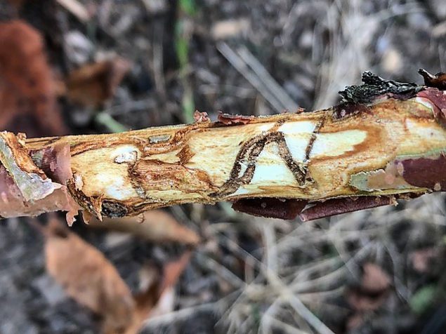 internal damage is hidden inside tree trunks, roots, and branches