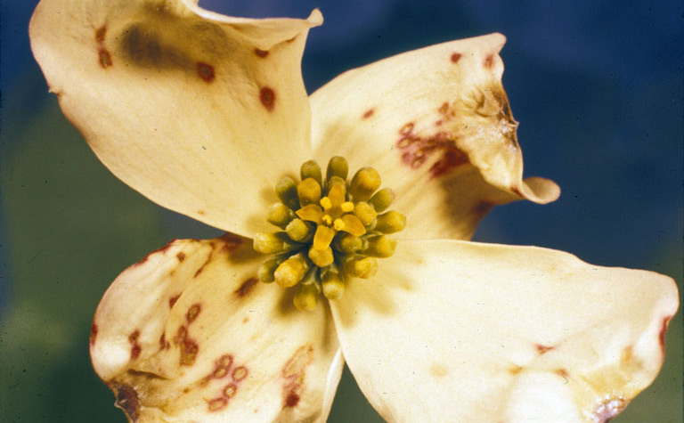 Anthracnose of dogwood Anthracnose-1436152