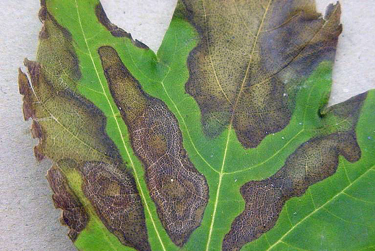 Leaves heavily affected by anthracnose Anthracnose-5405287