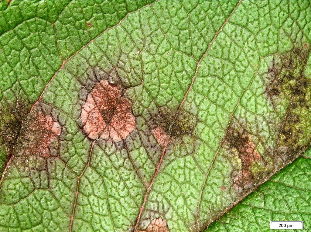 apple scab