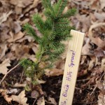 Arbor Day and Earth Day 2016 arbor day waltham brookline 2016 c 150x150 - Arbor Day and Earth Day 2016