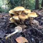 Managing Tree Root Diseases armillaria 150x150 - Managing Tree Root Diseases