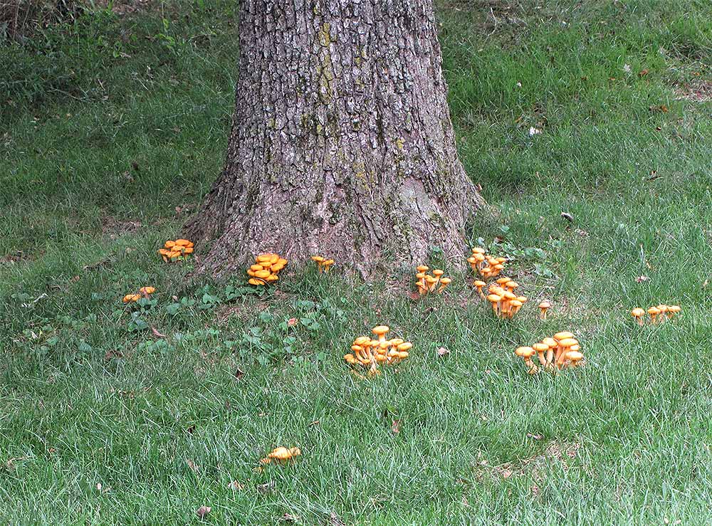 armillaria fruiting bodies at base of white oak