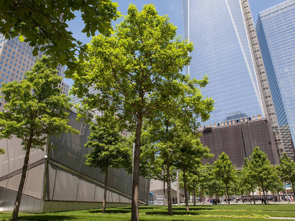 Photo gallery of the 396 Swamp White Oaks that stand strong at the 9/11 Memorial.