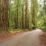 Coast Redwood coast redwood 150x150 - Coast Redwood