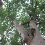 codominant stem