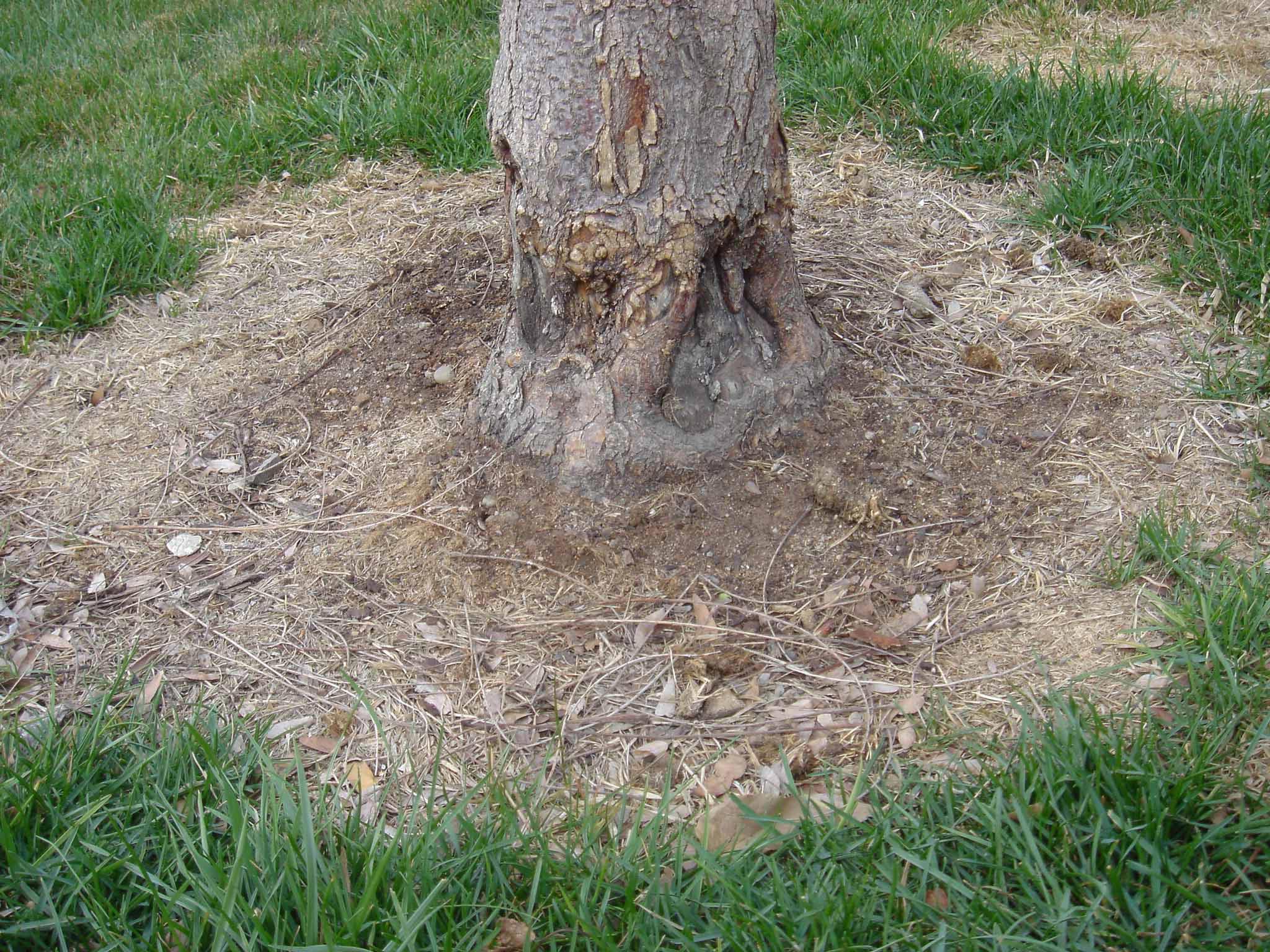This visible injury resulted from a string trimmer being used too close to the tree trunk. This damage is irreversible.