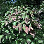 dogwood anthracnose