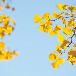 Drought Resistant Trees drought resistant ginko 150x150 - Drought Resistant Trees