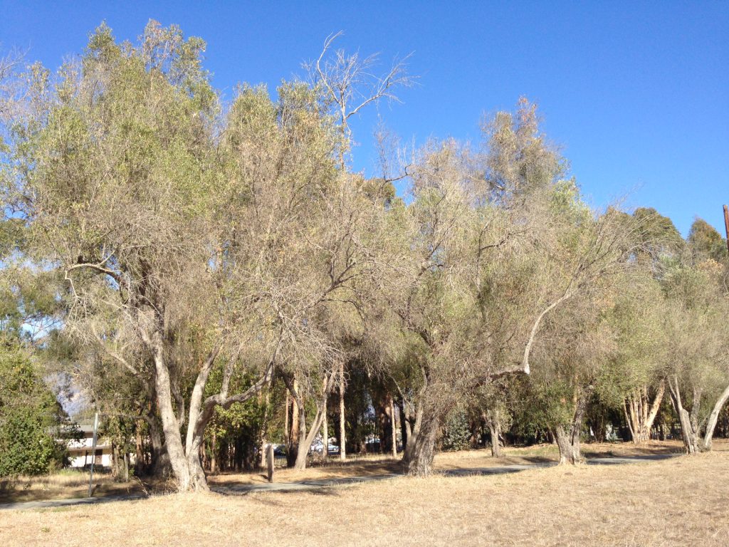 drought symptoms