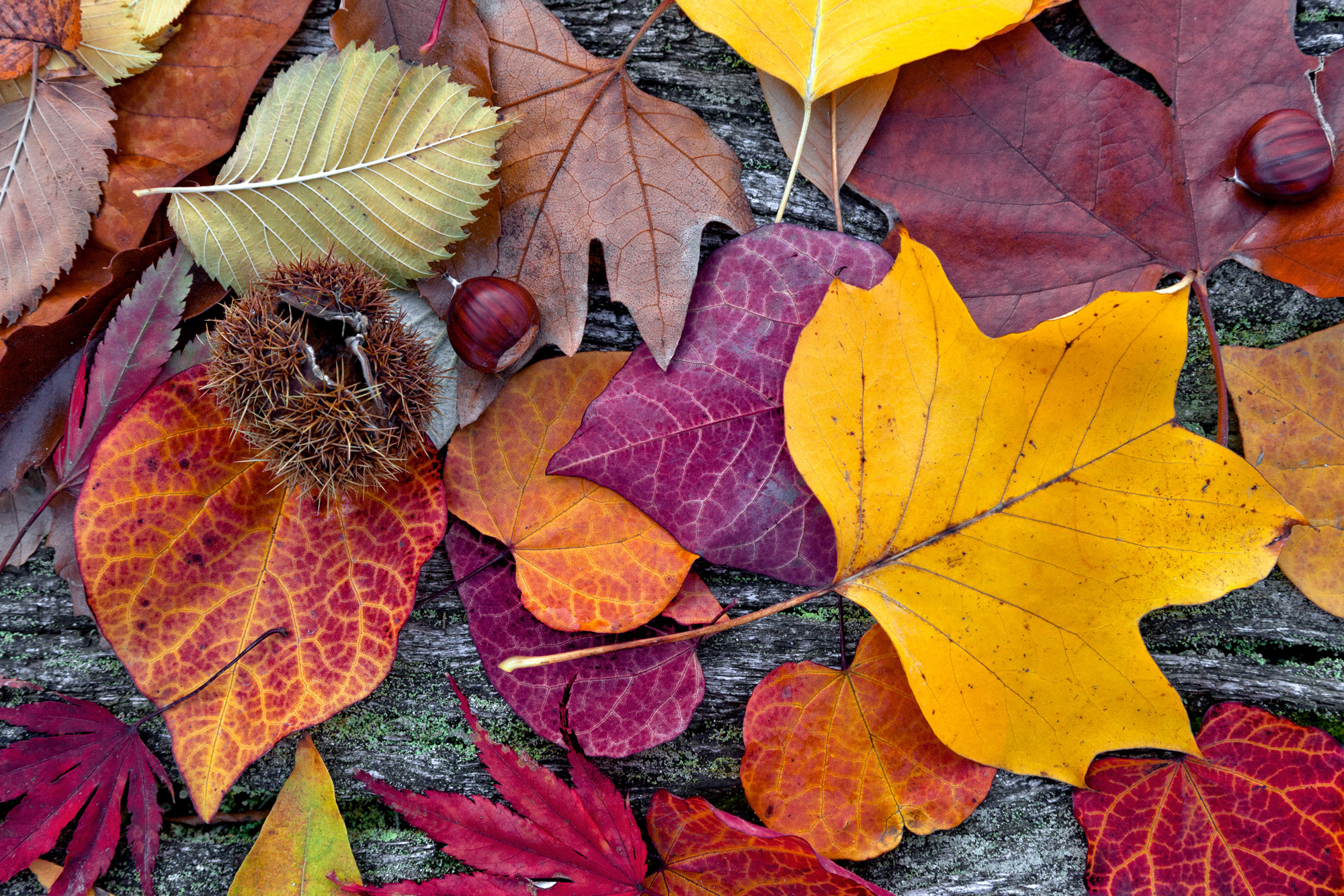 The Science Behind Fall Foliage « Tree Research « Tree Topics