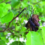 fire blight symptoms