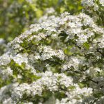 hawhtorn blooms