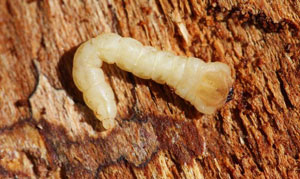 Hemlock Borer hemlock borer - Hemlock Borer