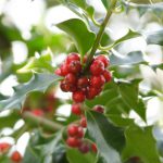 american holly