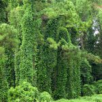 invasive plants