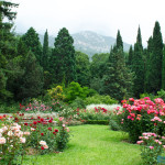 Italian Cypress italian cypress medium 150x150 - Italian Cypress