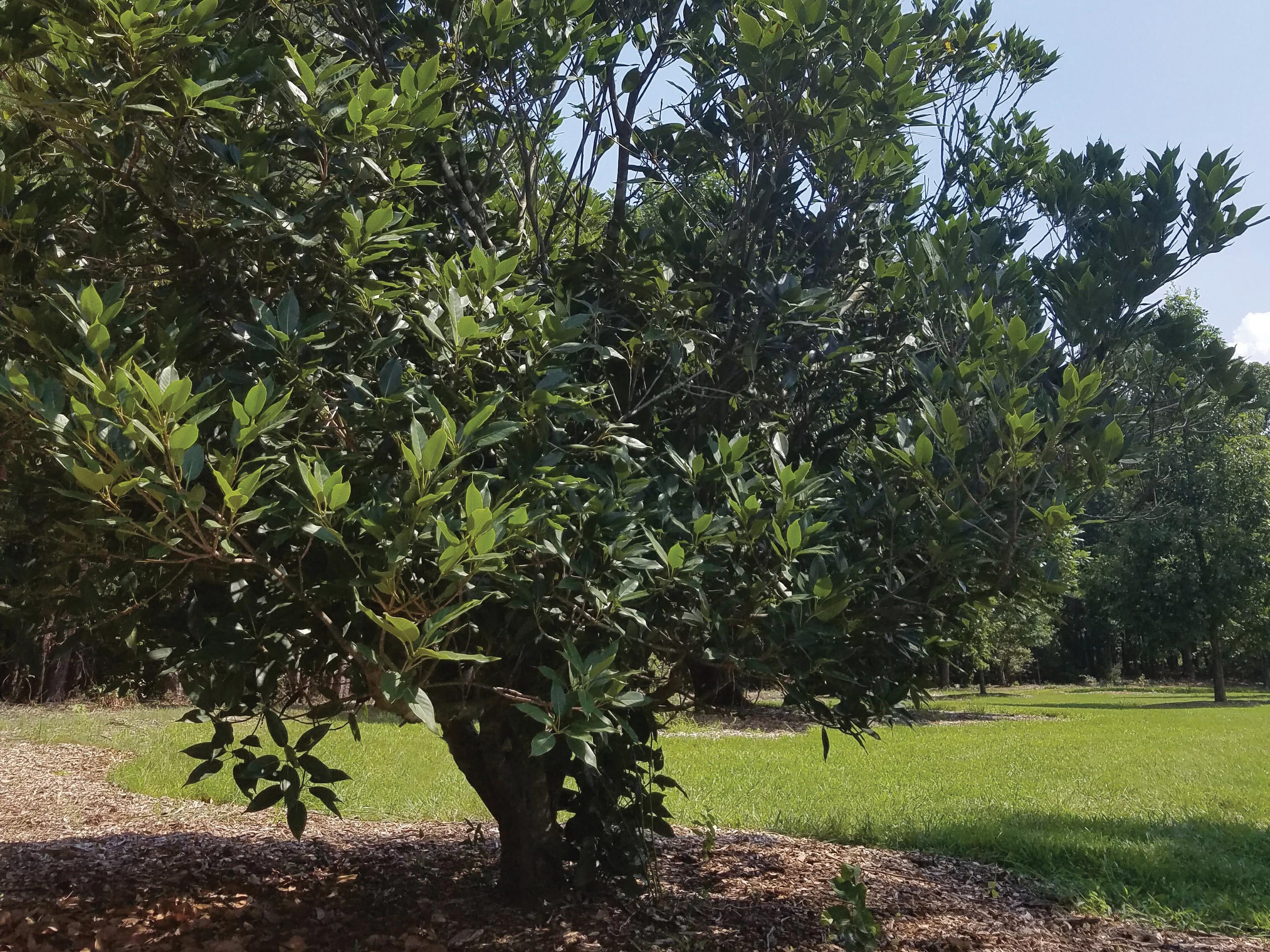 Japanese Evergreen Oak " Tree Species " Tree Topics.