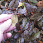 Hiding in Plain Sight: Common Signs of Insect Invaders lacebug 150x150 - Hiding in Plain Sight: Common Signs of Insect Invaders