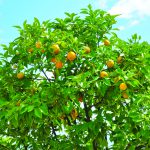 lemon tree lemon tree