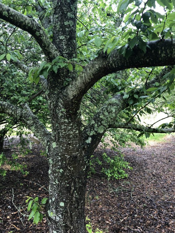 Lichen and Trees | Bartlett
