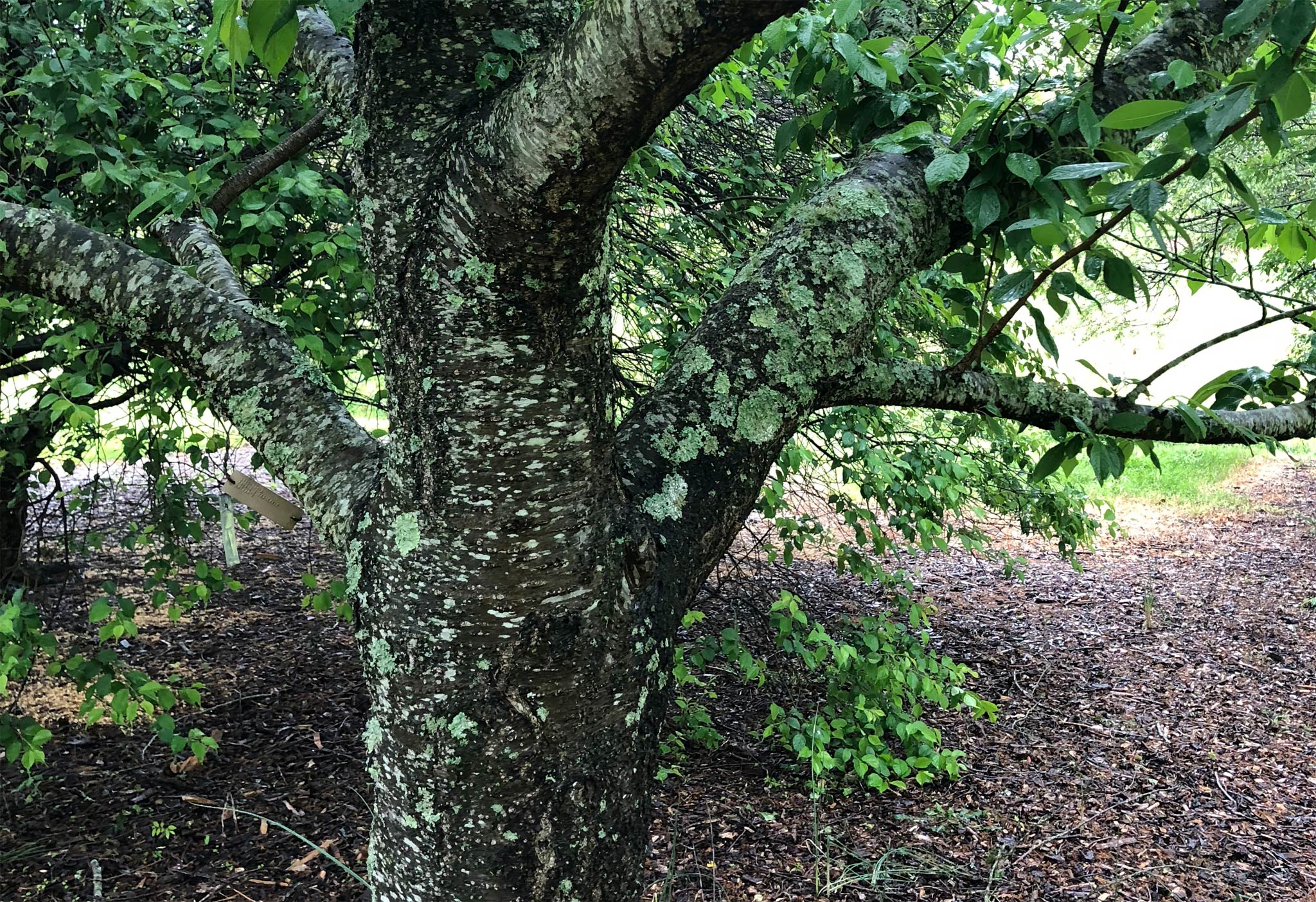 Lichen and Trees | Bartlett