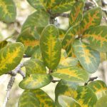 Suppressing Oak Wilt live oak wilt 150x150 - Suppressing Oak Wilt