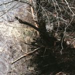 Tree Roots: Buried Root Systems Recovery Plan mudslide santa barbara 150x150 - Tree Roots: Buried Root Systems Recovery Plan