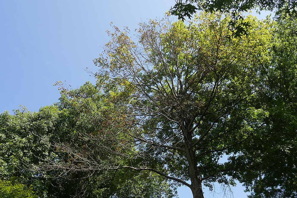 oak decline