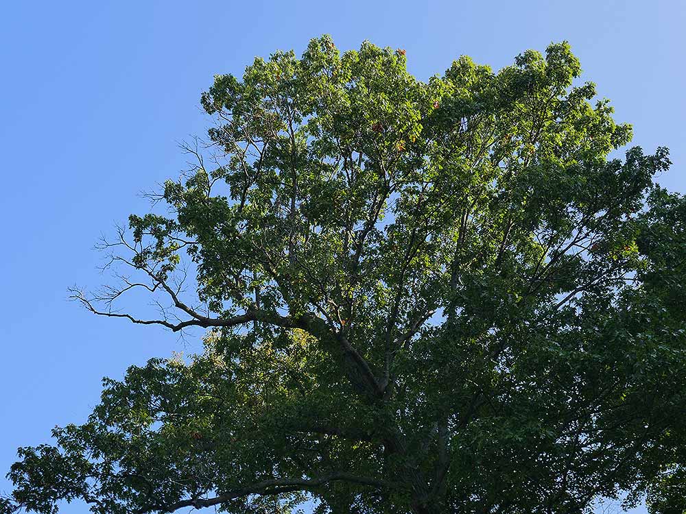 oak dieback