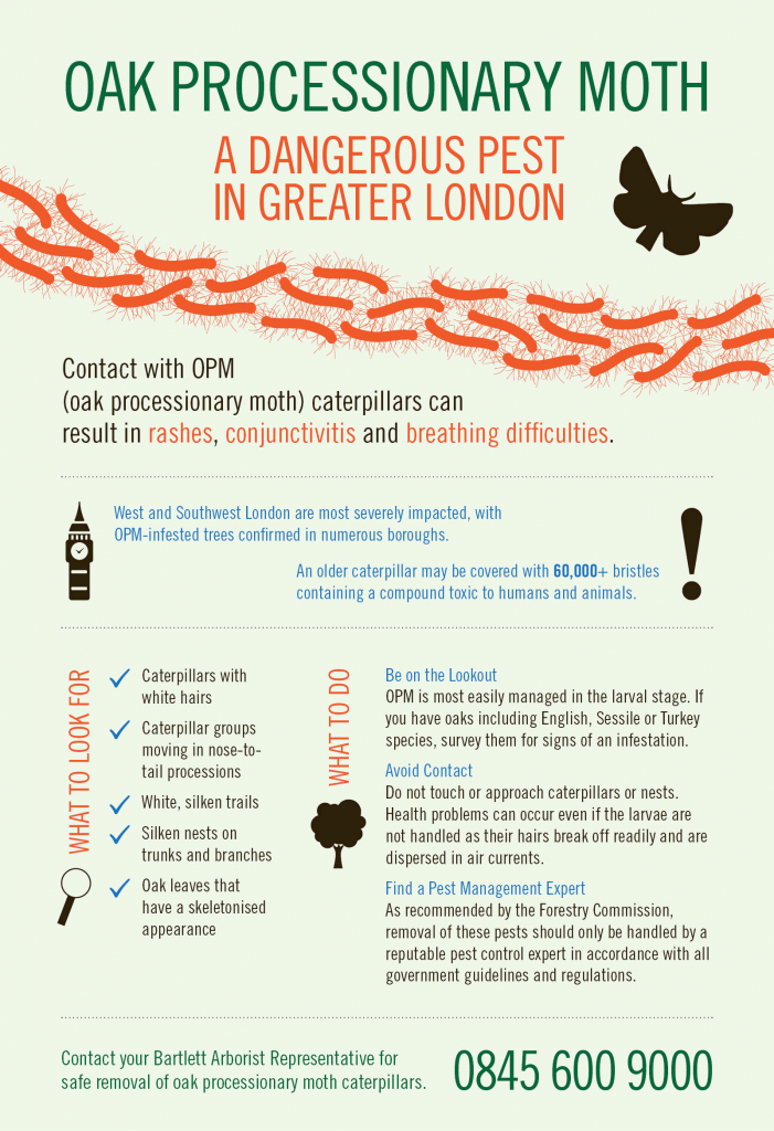 Oak Processionary Moth Bartlett