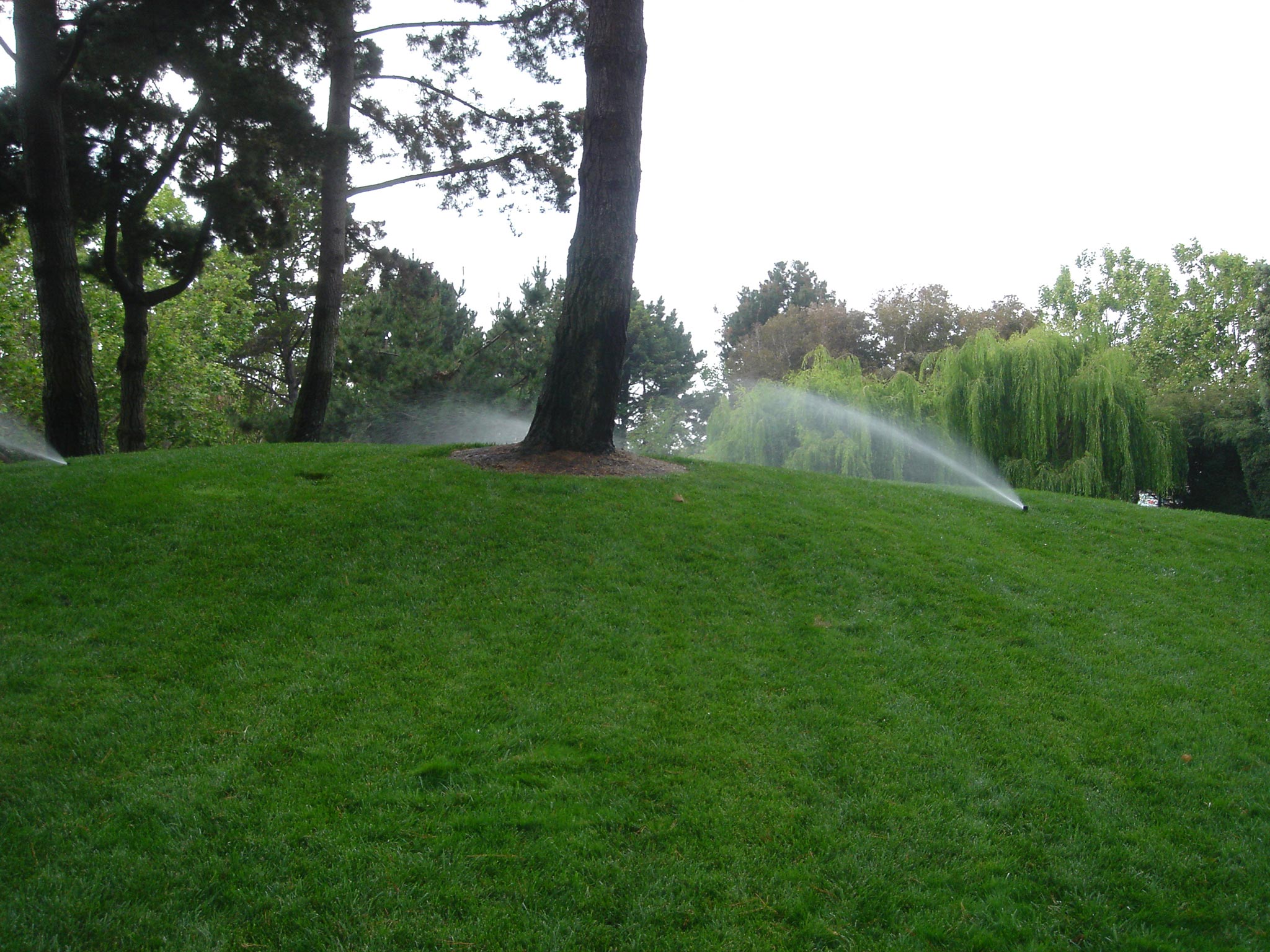 Irrigation should never be directed toward the tree trunk.