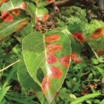 Pear Trellis Rust pear trellis rust leaves 150x150 - Pear Trellis Rust