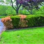 phytophthora root rot on yews phytophthora root rot on yews