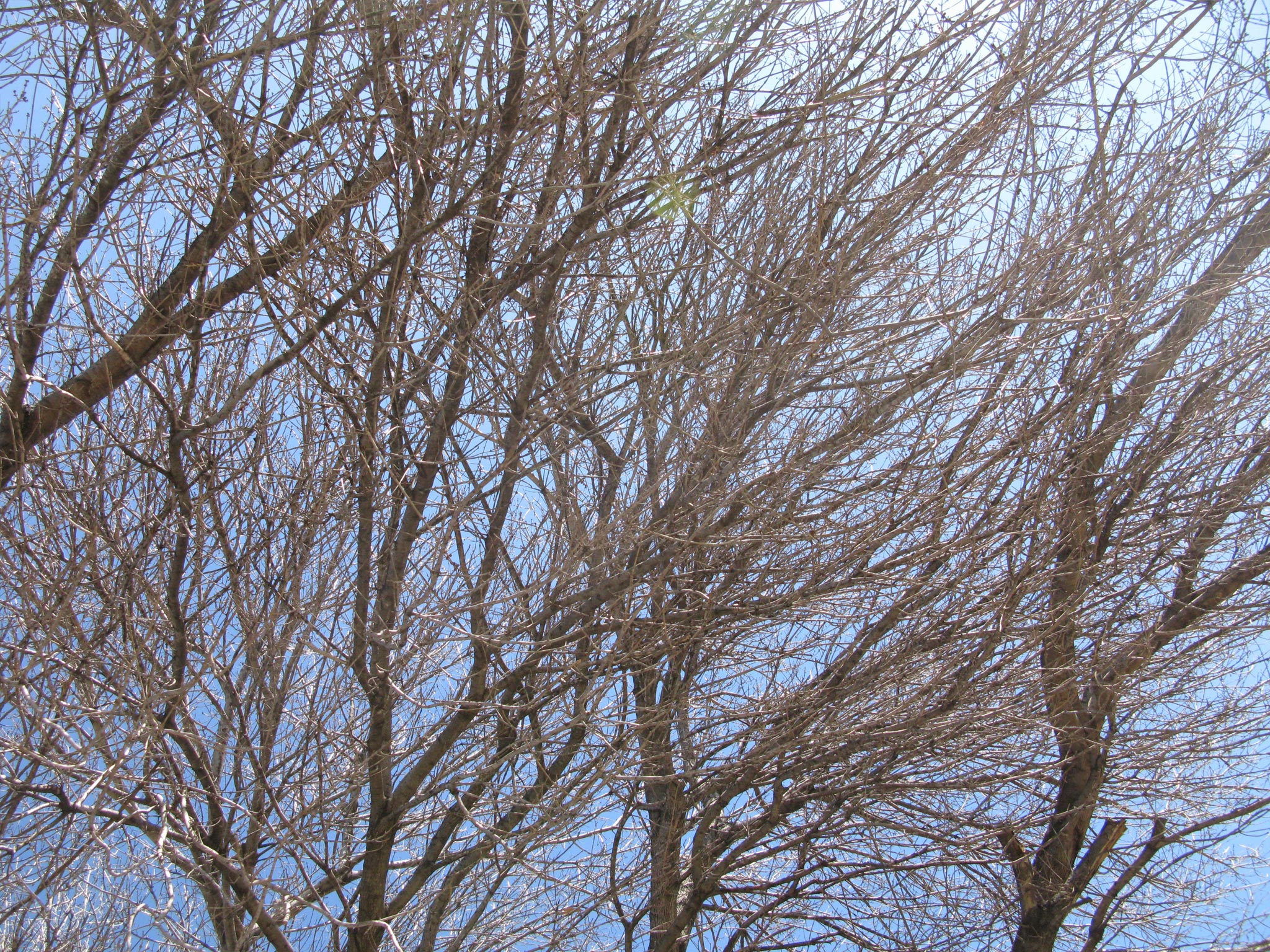 Incorrect pruning cuts can result in an overly dense canopy that not only looks bad, but will end up requiring more maintenance over time.