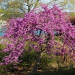 adding flowering ornamentals to your landscape flowering ornamental