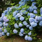 blue hydrangea