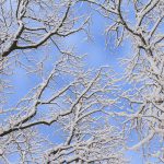 snowy branches